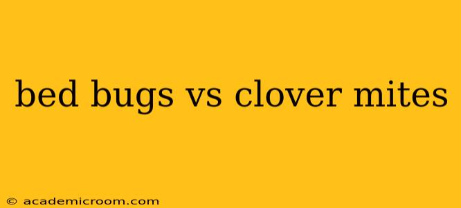 bed bugs vs clover mites