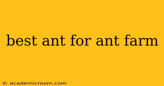 best ant for ant farm