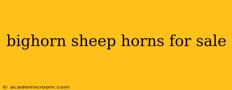 bighorn sheep horns for sale