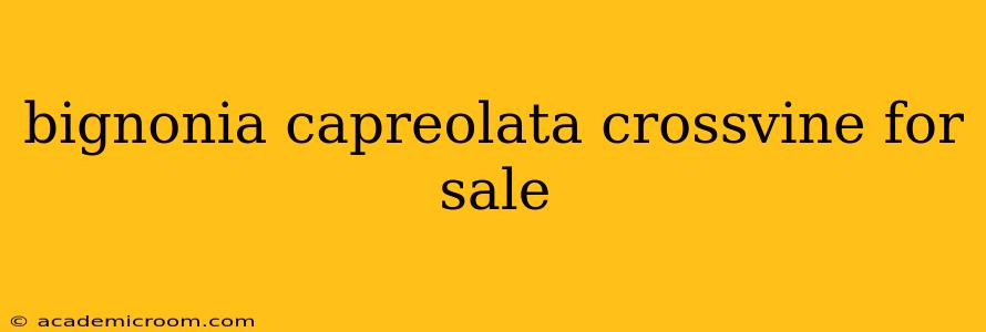 bignonia capreolata crossvine for sale
