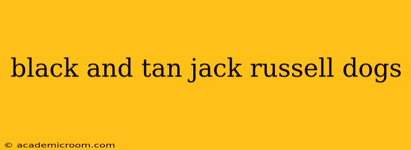 black and tan jack russell dogs