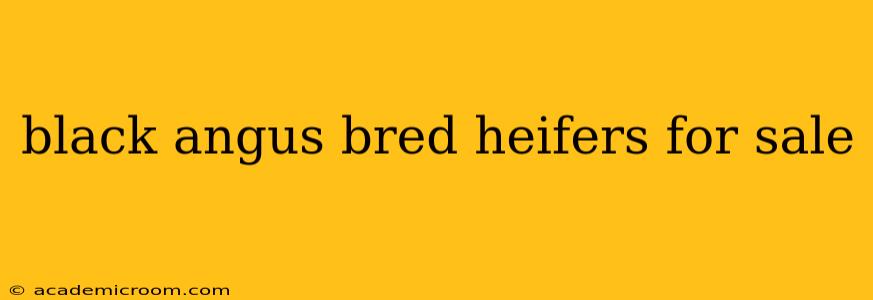 black angus bred heifers for sale