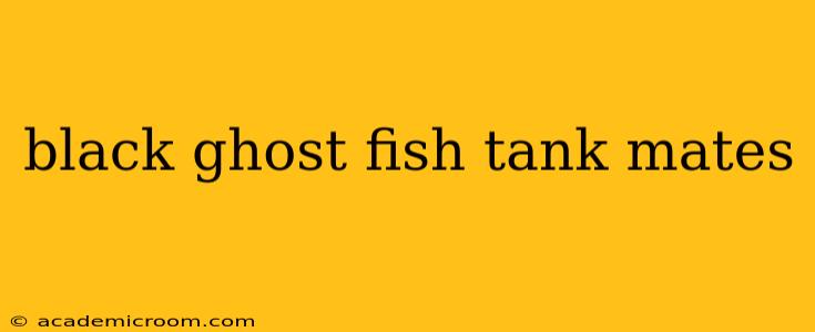 black ghost fish tank mates