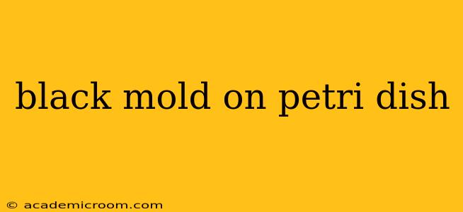 black mold on petri dish