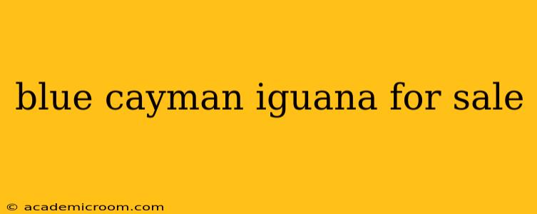 blue cayman iguana for sale