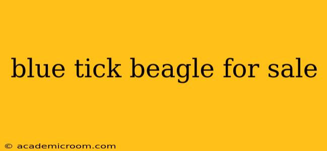 blue tick beagle for sale