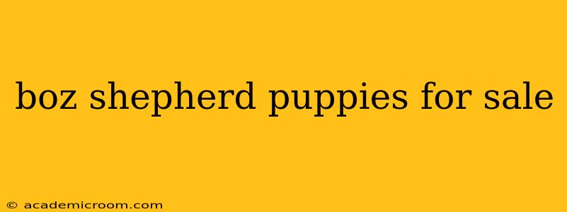 boz shepherd puppies for sale