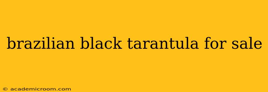 brazilian black tarantula for sale