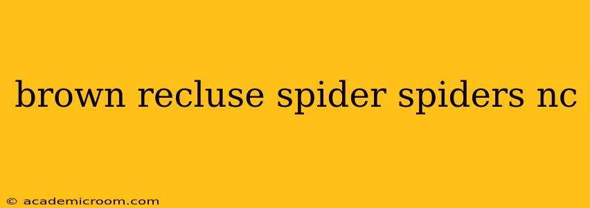 brown recluse spider spiders nc