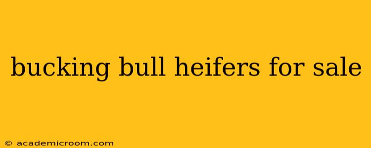 bucking bull heifers for sale