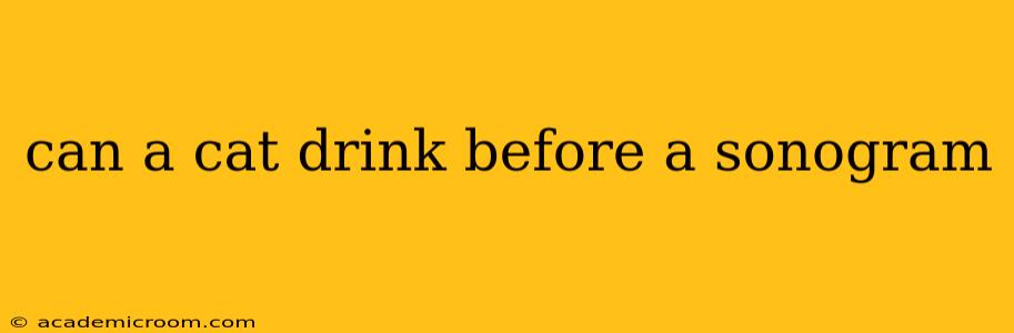 can a cat drink before a sonogram