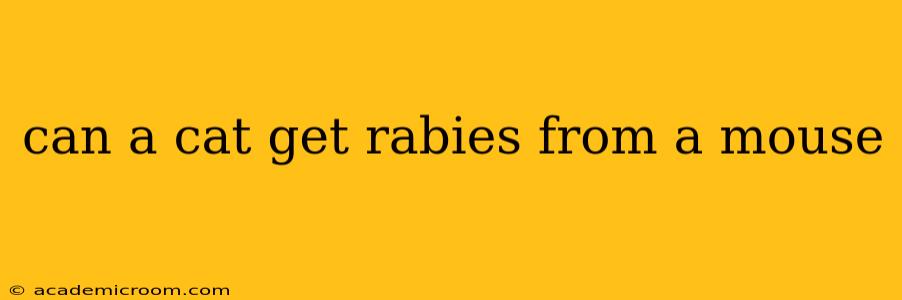 can a cat get rabies from a mouse