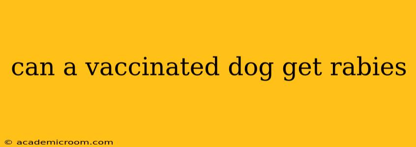 can a vaccinated dog get rabies