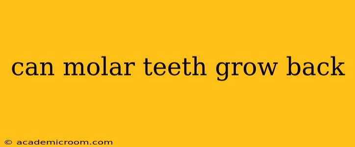 can molar teeth grow back