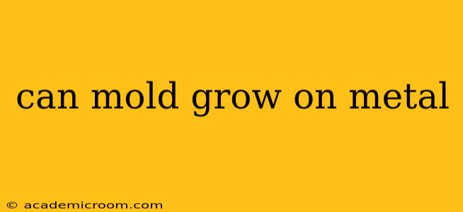 can mold grow on metal