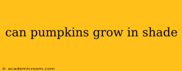 can pumpkins grow in shade