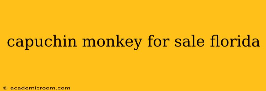 capuchin monkey for sale florida