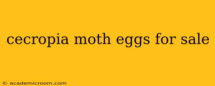 cecropia moth eggs for sale