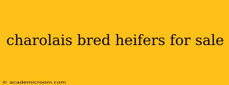charolais bred heifers for sale