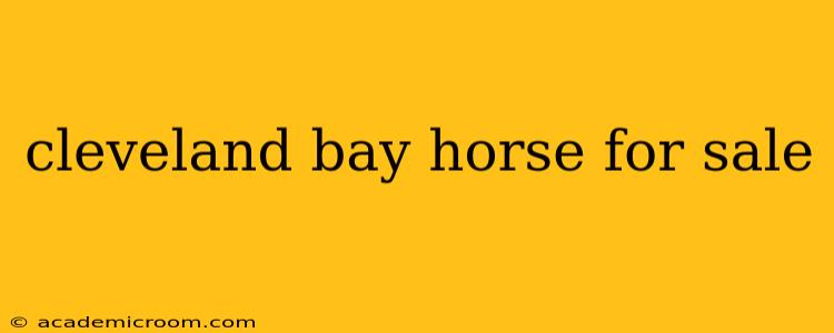 cleveland bay horse for sale