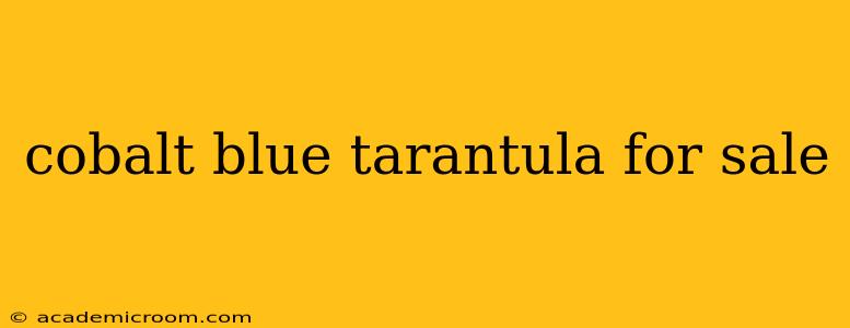 cobalt blue tarantula for sale
