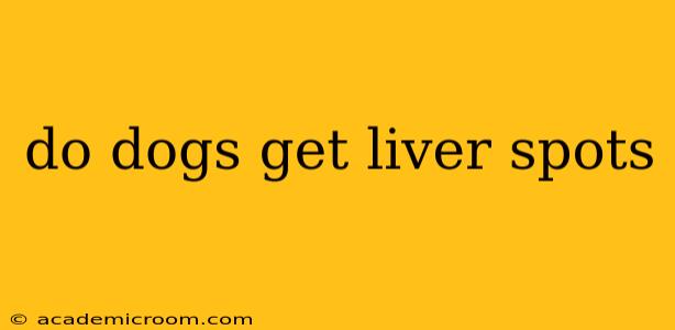 do dogs get liver spots