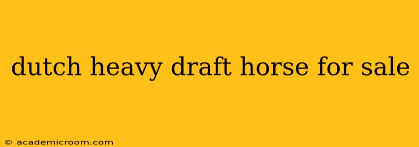 dutch heavy draft horse for sale
