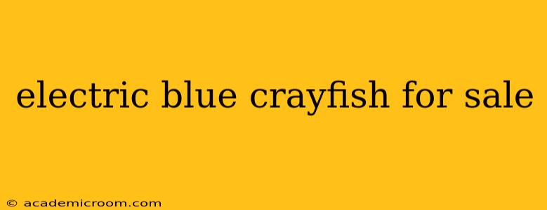 electric blue crayfish for sale