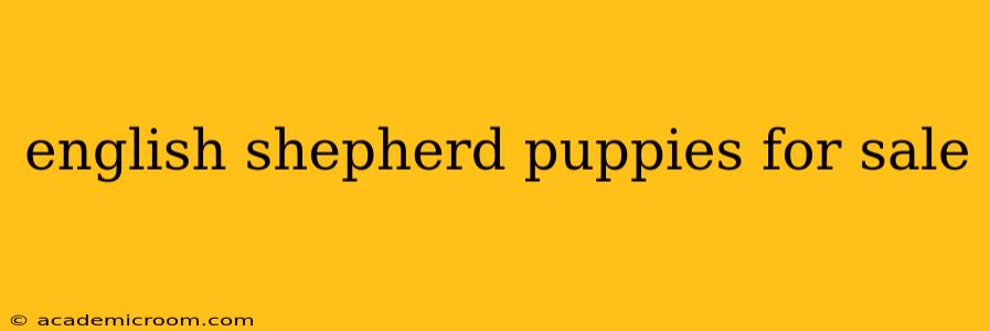 english shepherd puppies for sale