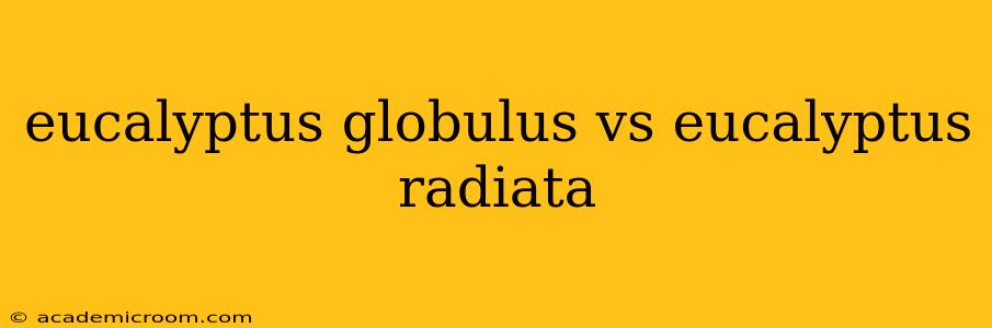 eucalyptus globulus vs eucalyptus radiata
