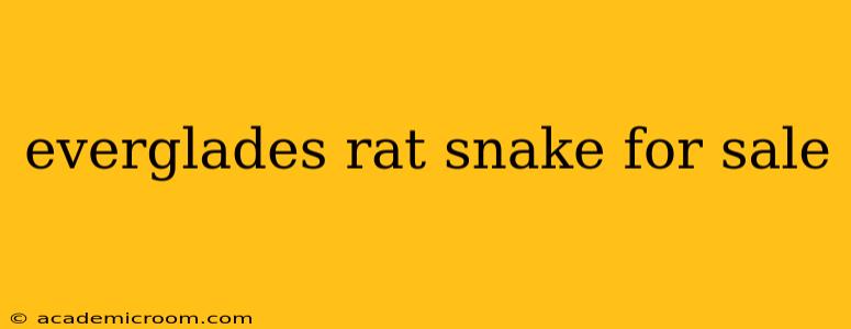 everglades rat snake for sale