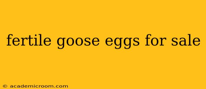 fertile goose eggs for sale