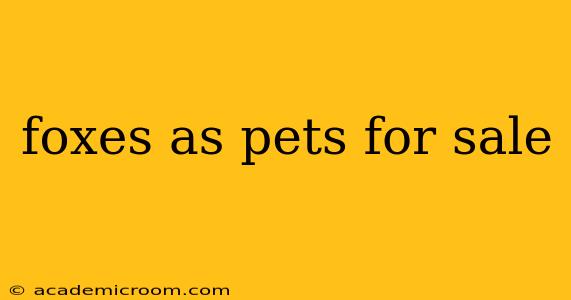 foxes as pets for sale