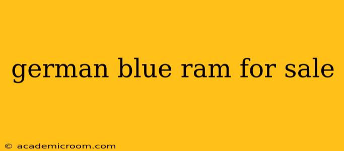 german blue ram for sale
