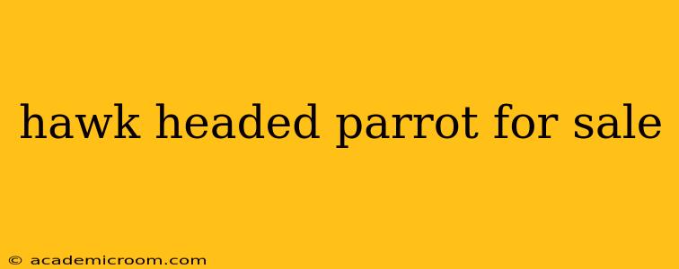 hawk headed parrot for sale