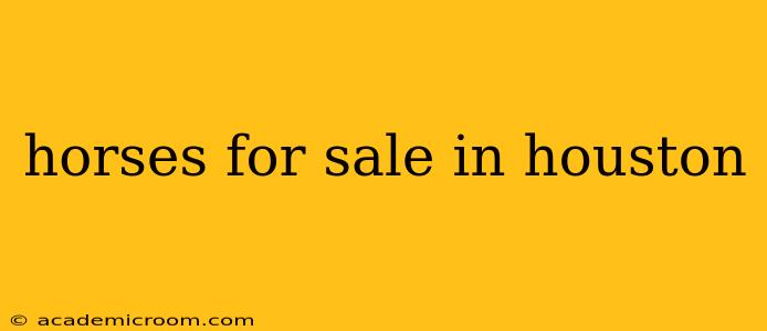 horses for sale in houston