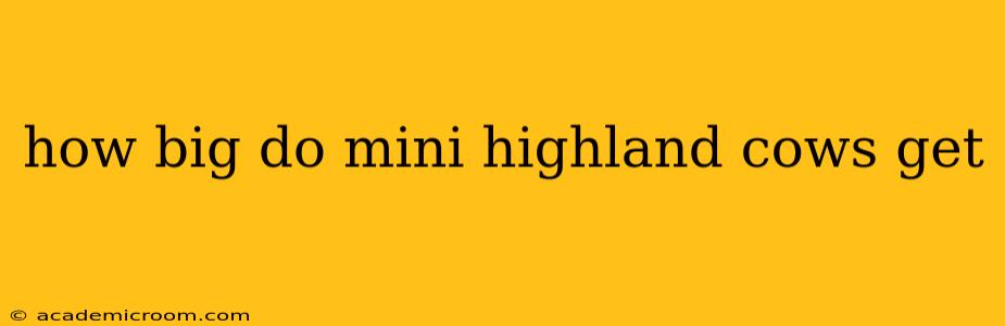 how big do mini highland cows get
