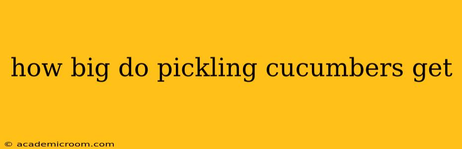 how big do pickling cucumbers get