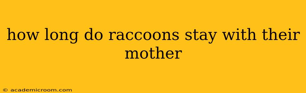 how long do raccoons stay with their mother