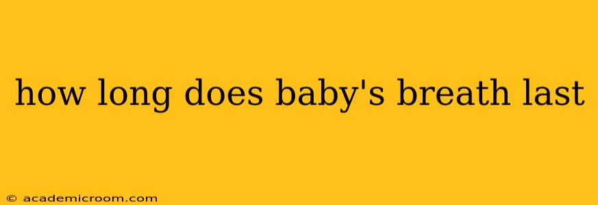 how long does baby's breath last