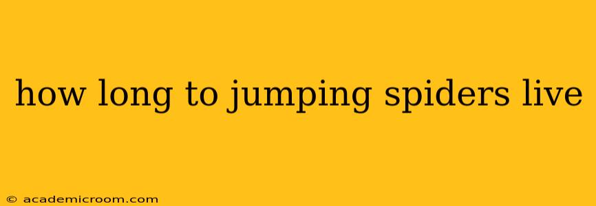 how long to jumping spiders live