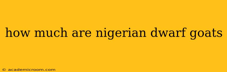how much are nigerian dwarf goats