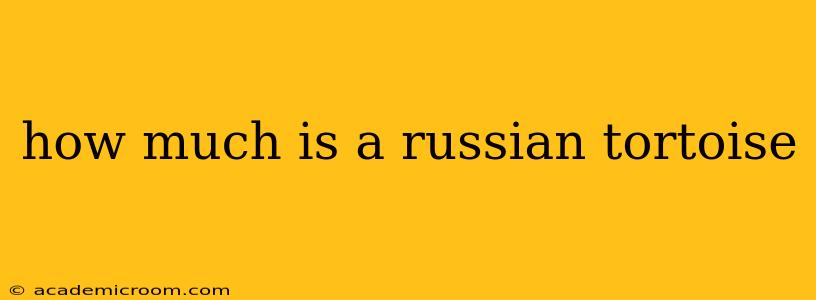 how much is a russian tortoise