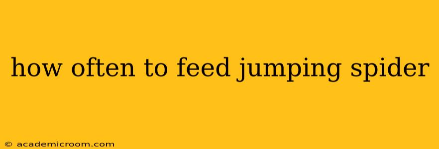 how often to feed jumping spider