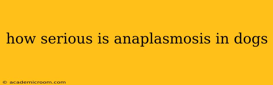 how serious is anaplasmosis in dogs