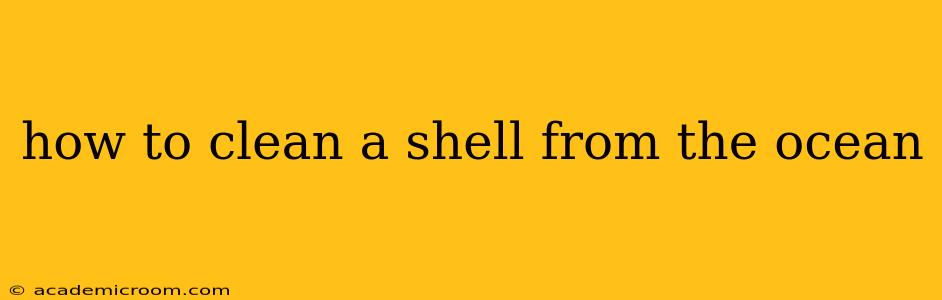 how to clean a shell from the ocean