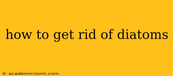 how to get rid of diatoms