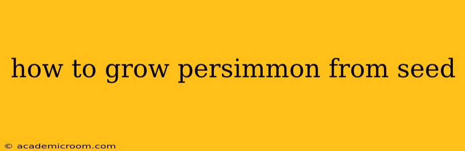 how to grow persimmon from seed