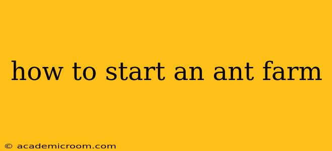 how to start an ant farm
