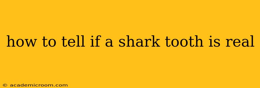 how to tell if a shark tooth is real